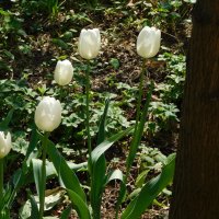 Белые   тюльпаны :: Наиля 