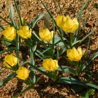 Желтые тюльпаны :: Наиля 