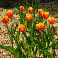 Оранжевые тюльпаны :: Наиля 