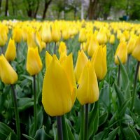 Тюльпаны в парке :: Фёдор Меркурьев