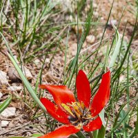 Тюльпан аженский(Tulipa agenensis) :: Андрей Жданов