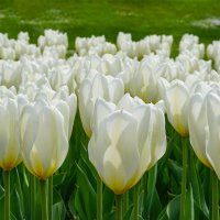 Белые тюльпаны :: Ольга 