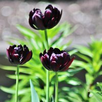 Расцвели самые поздние чёрные тюльпаны. :: Восковых Анна Васильевна 