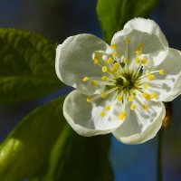 Цветок вишни. :: DianaVladimirovna 