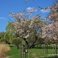Весна и сакура :: Liudmila LLF