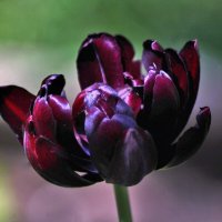 Чёрный тюльпан, из серии самых поздних тюльпанов. :: Восковых Анна Васильевна 