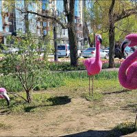 Арт - Фламинго :: Сеня Белгородский