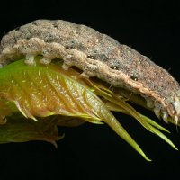 Совка садовая серо-бурая Lacanobia thalassina (Hufnagel, 1766) :: Денис Ветренко