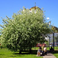 Весенний день :: Ольга Довженко