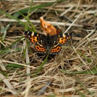 Map Butterfly perched on the grass with wings spread :: Sergey Sonvar