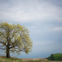 Про дуб... :: Влад Никишин