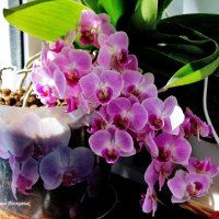 Моя орхидея как начала цвести в начале января, так и цветёт до сих пор! :: Восковых Анна Васильевна 