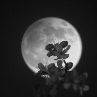 Цветочная луна :: Albina Lukyanchenko