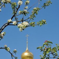 Лучше нету того цвету... В саду Ростовского Кремля :: Николай Белавин