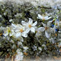 Алыча цветет :: Сергей Карачин