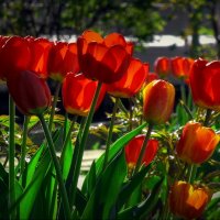 Тюльпаны в моём саду... :: Владимир Шошин