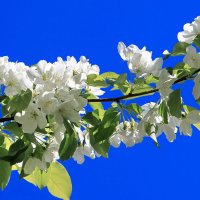 Яблони в цвету. :: Николай Рубцов