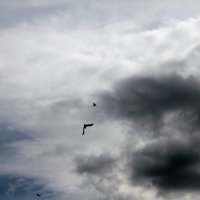 небо, птицы... :: Андрей Катков