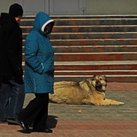 Покормили бы , люди,пса бездомного? :: Владимир 