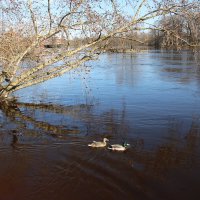 Утки все парами... :: Наталья Герасимова