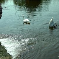 Озеро с лебедями. :: Анатолий Уткин