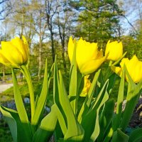 Жёлтые тюльпаны. :: Лия ☼
