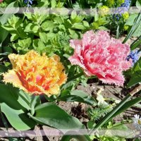Махровые тюльпаны :: veera v