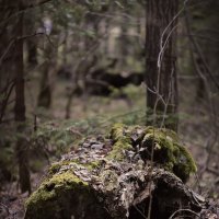 В апрельском лесу :: Olga Kaynova