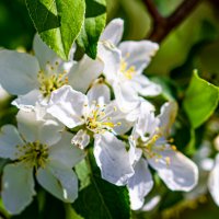 Цветы яблони :: Светлана SvetNika17