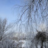 зима :: Елена Шаламова