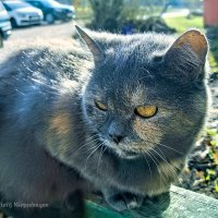 Сидела кошка на скамейке о жизни думала своей... :: Анатолий Клепешнёв