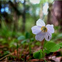 Маленький белый прелестный цветочек вырос весной на полянке в лесу :: Валентина (Panitina) Фролова