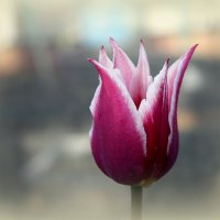 Любимый тюльпан... :: Нэля Лысенко