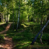 Приглашение на прогулку в лес. :: Владимир Безбородов