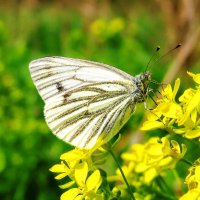 Бабочка на цветке :: Андрей Снегерёв