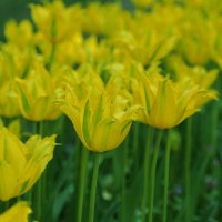 Зеленый тюльпан Tulipa "Green Mile" :: wea *