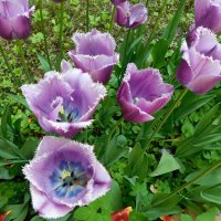 Фиолетовые тюльпаны :: Наиля 
