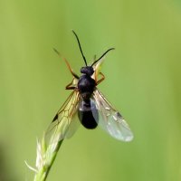 Летучий  муравей :: Геннадий Супрун