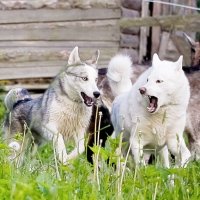 Я самый страшный белый волк! :: Валентина Ломакина