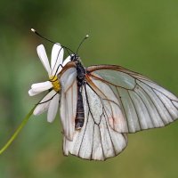 Бабочка боярышница :: tamara kremleva