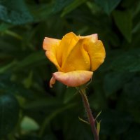 жёлтый  бутон розы :: Валентин Семчишин