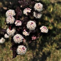 Чудные цветы пузыреплодника  ! :: Анатолий Колосов