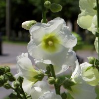 Мальва – исконно народный цветок :: Татьяна Смоляниченко