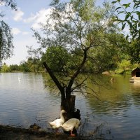 Гуси и лебёдушка на озере :: Александр Рыжов