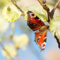 весенние бабочки 3 :: Александр Прокудин