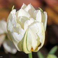 Ах, эти белые тюльпаны-в них целомудрие весны… :: Андрей Иванович (Aivanovich-2009)