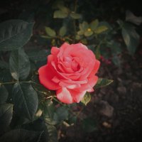 Летняя роза :: Evgenia Glazkova