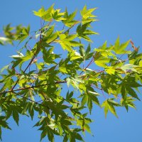 Acer palmatum Японский клён  Клён дланевидный летом :: wea *