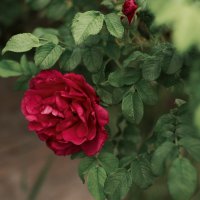 Дикая роза. :: Galina Serebrennikova