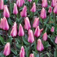 .. выставка тюльпанов в Никитском саду.. :: galalog galalog
